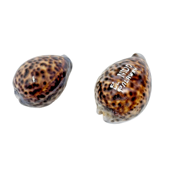 Lot of 2 Tiger Cowrie Seashells Cypraea Tigris 3–3.5" Leopard Pattern El Nido - Picture 1 of 13